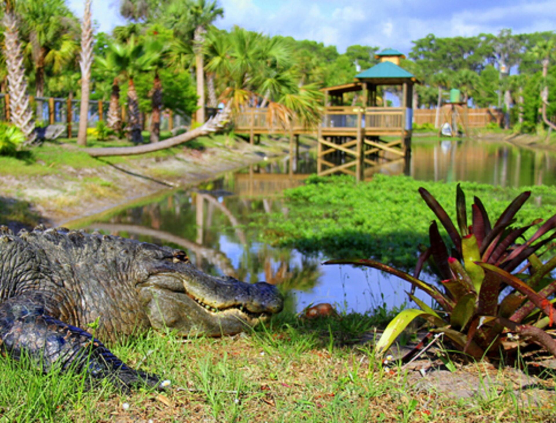 Wild Florida Gator Park Admission 