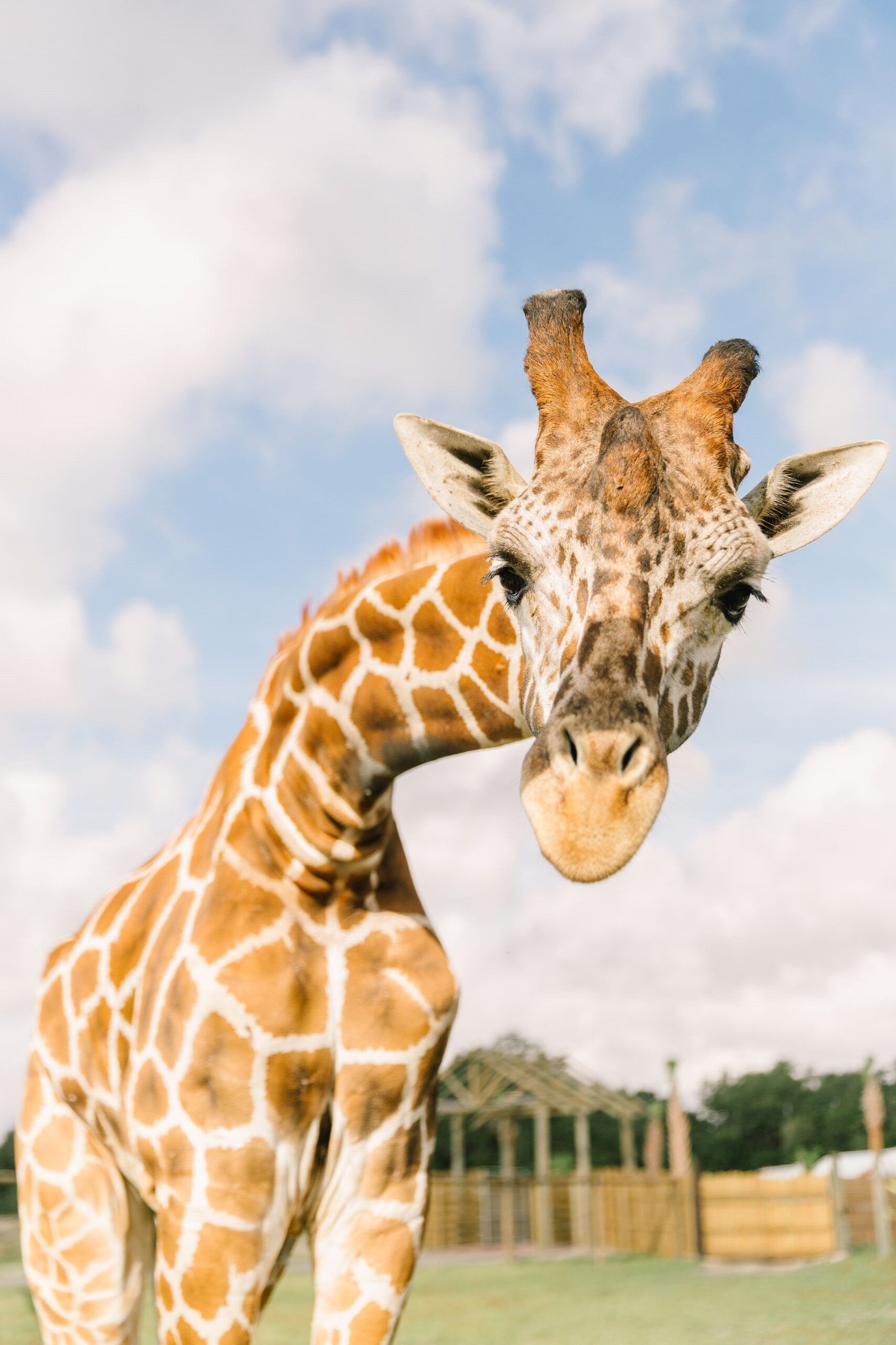 Wild Florida Drive-Thru Safari Park Admission