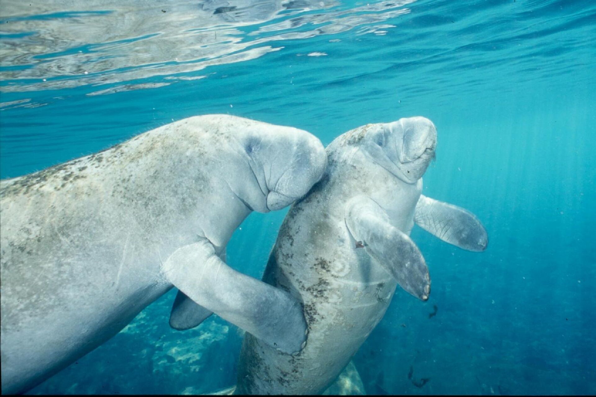 Manatees Swim, Snorkel & Boat Day Tour