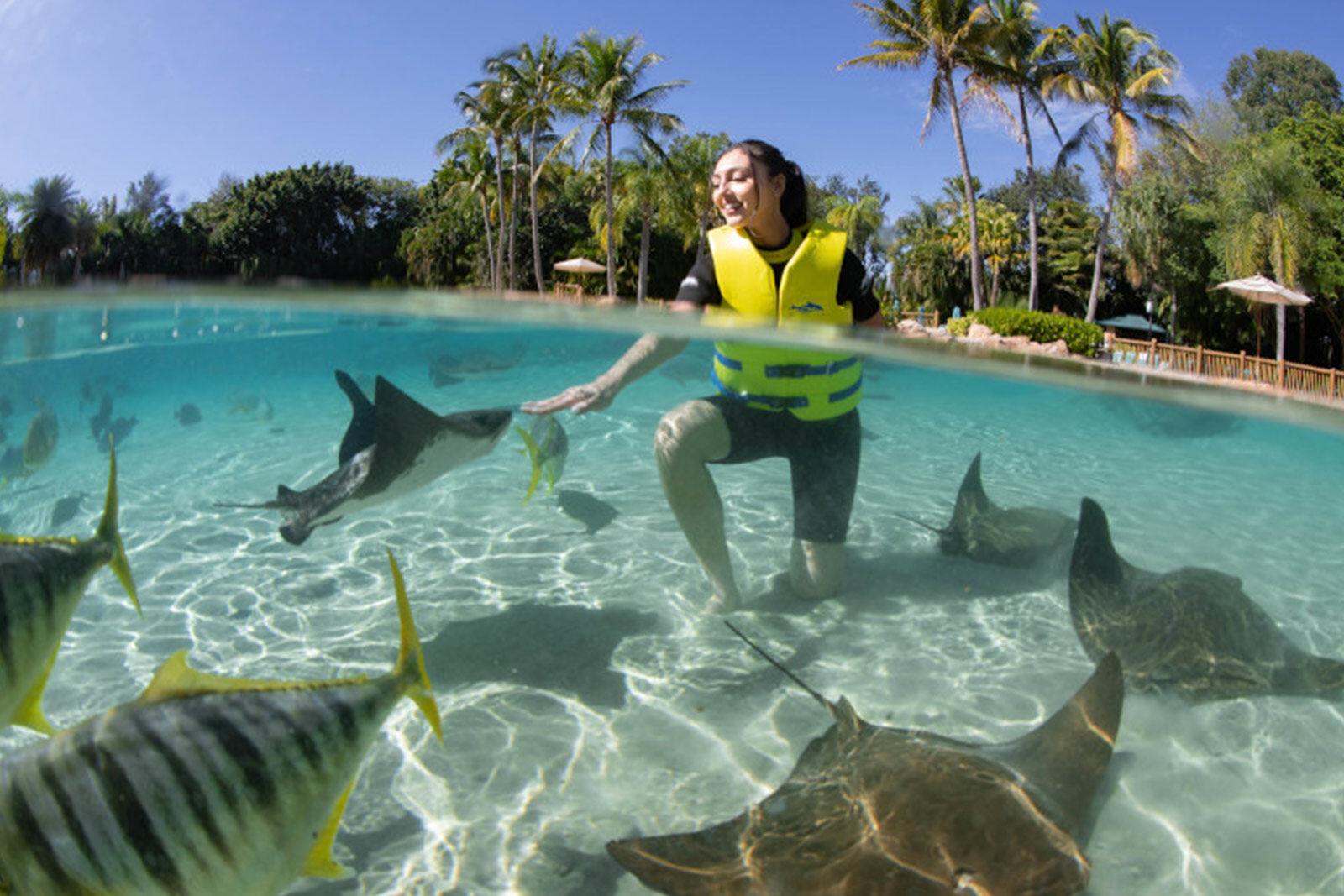 Snorkel the Grand Reef