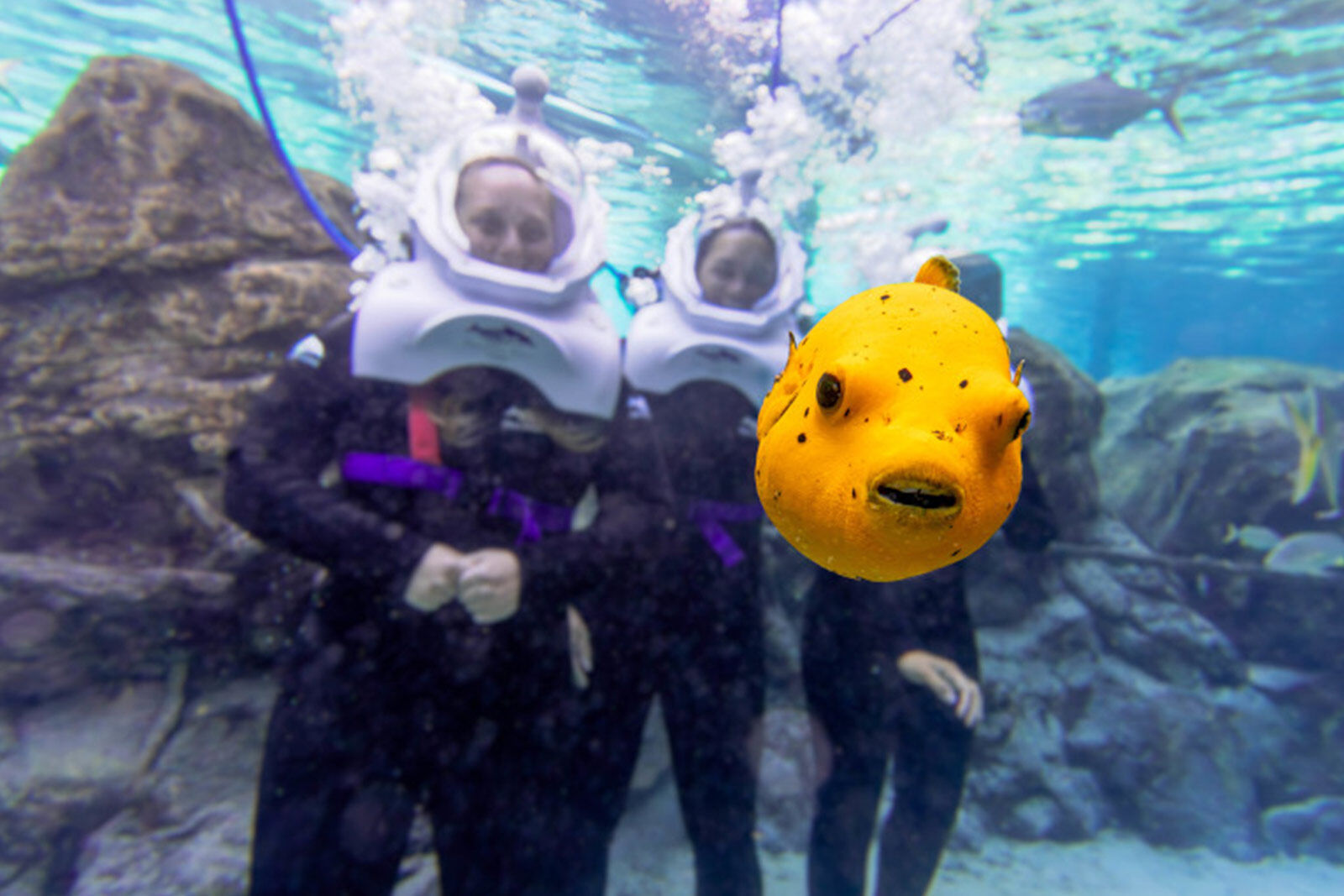 SeaVenture Underwater Walk