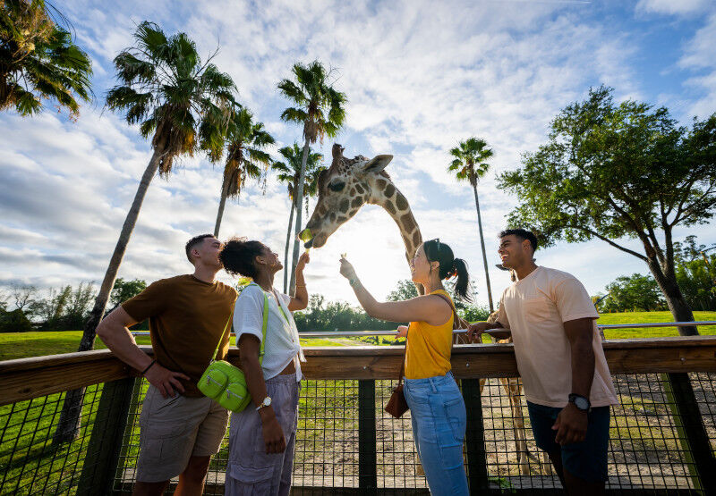 Serengeti Safari