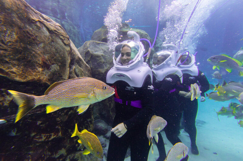 Do you need any diving experience for SeaVenture at Discovery Cove?