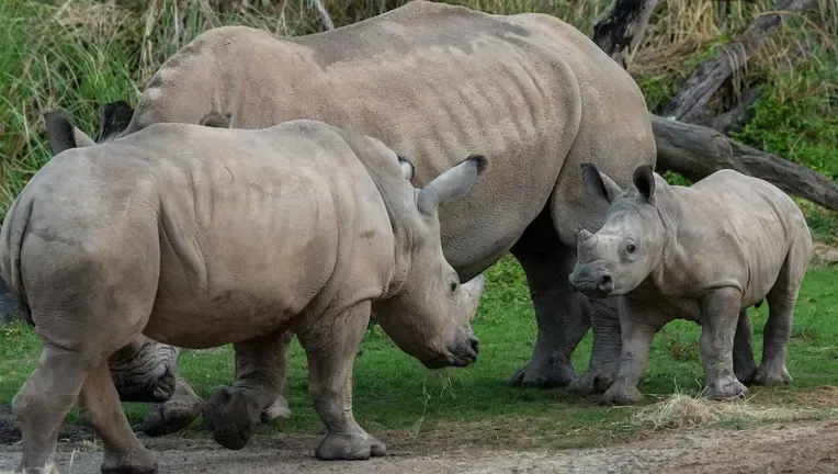 3. Saving the Rhinos